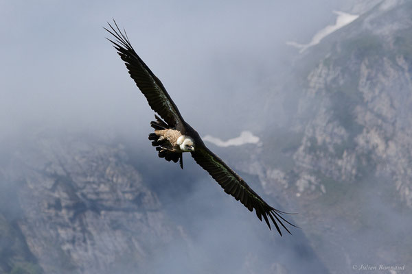 Vautour fauve — Gyps fulvus (Hablizl, 1783), (station de ski de Gourette, Eaux-Bonnes (64), France, le 27/05/2022)