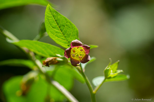 Belladone — Atropa belladonna L., 1753, (Etsaut (64), France, le 03/06/2022)