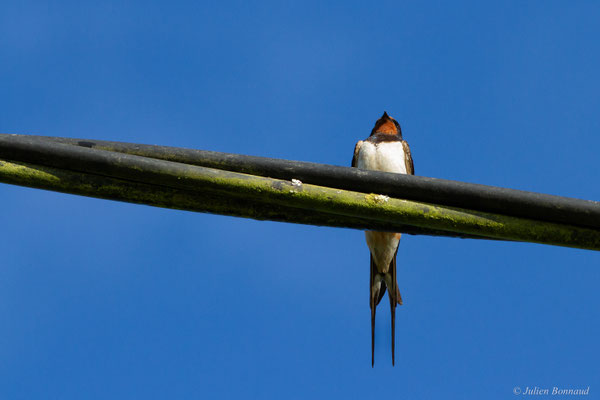 Hirondelle rustique — Hirundo rustica Linnaeus, 1758