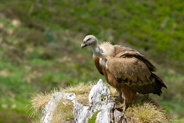 Vautour fauve — Gyps fulvus (Hablizl, 1783), (station de ski de Gourette, Eaux-Bonnes (64), France, le 27/05/2022)