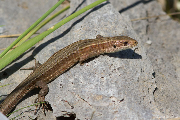 Lézard vivipare de Lantz — Zootoca vivipara louislantzi (Arribas, 2009)