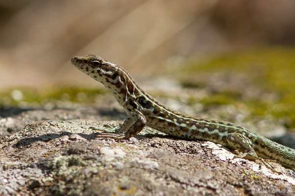 Lézard tyrrhénien — Podarcis tiliguerta (Gmelin, 1789), (Sollacaro (2A), France, le 02/09/2019)