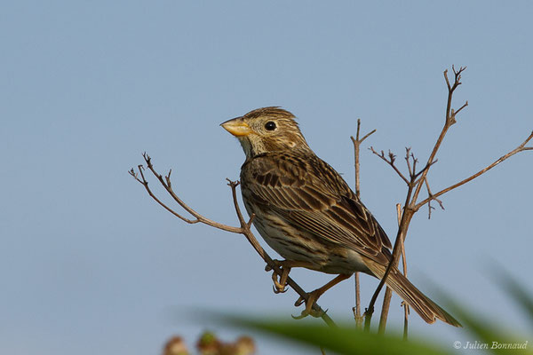 Bruant proyer — Emberiza calandra Linnaeus, (Adé (65), France, le 10/06/2021)