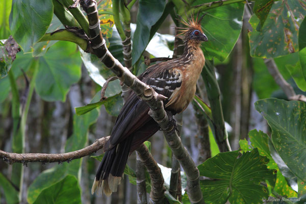 Hoazin huppé — Opisthocomus hoazin (Statius Müller, 1776)