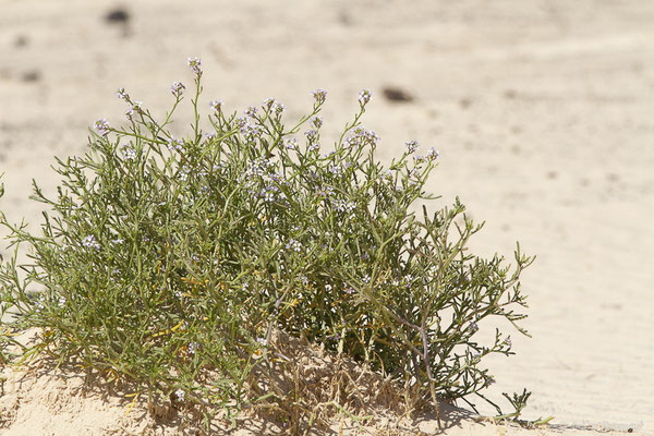 Caquillier maritime – Cakile maritima Scop., 1772, (Corralejo, Fuerteventura, (Iles Canaries, Espagne), le 18/02/2022)