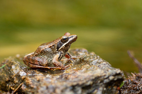 Grenouille Ibérique — Rana iberica Boulenger, 1879, (Parc naturel du lac de Sanabria (Zamora), Espagne, le 06/07/2022)