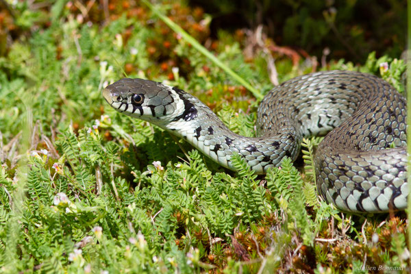 Couleuvre helvétique — Natrix helvetica (Lacepède, 1789), (Pardies (64), France, le 12/05/2025)