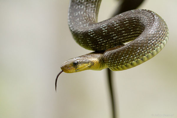Couleuvre d'Esculape — Zamenis longissimus (Laurenti, 1768)