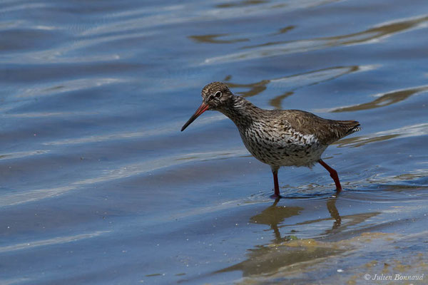 Chevalier gambette — Tringa totanus (Linnaeus, 1758), (réserve ornithologique du Teich (33), France, le 23/05/2021)