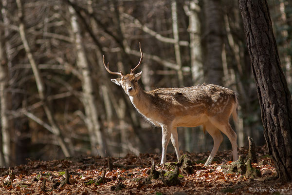Daim européen – Dama dama (Linnaeus, 1758), (Parc faunistique Lacuniacha, Huesca, Espagne, le 09/02/2020)