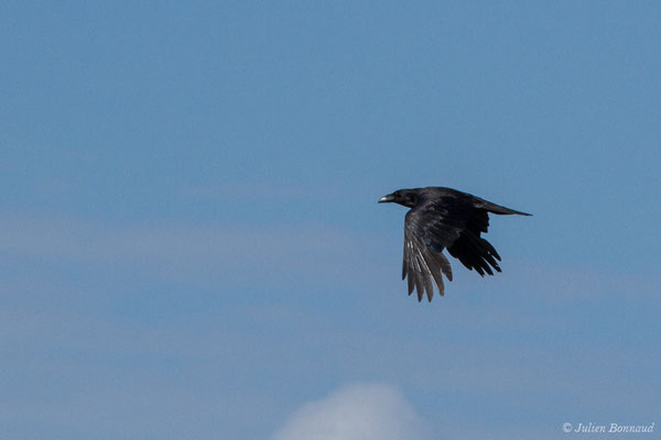 Grand Corbeau (Corvus corax) (Pihourc, Lieoux (31), France, le 21/05/2018)