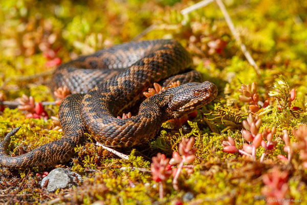 Vipère aspic de Zinniker – Vipera aspis zinnikeri (Kramer, 1958), (Borce (64), France, le 28/05/2024)
