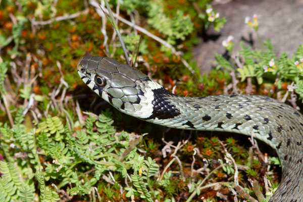 Couleuvre helvétique — Natrix helvetica (Lacepède, 1789)