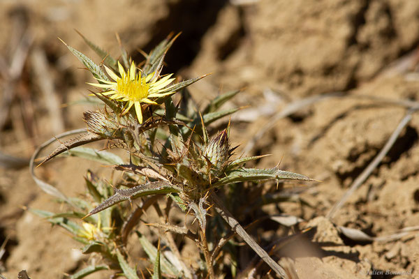 Carline en corymbe — Carlina corymbosa L., 1753, (Tétouan (Tanger-Tétouan-Al Hoceïma), Maroc, le 27/09/2023)