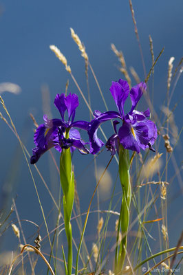 Iris à feuilles larges – Iris latifolia (Mill.) Voss, 1895, (Pic du Midi d'Ossau, Laruns (64), France, le 04/08/2018) 