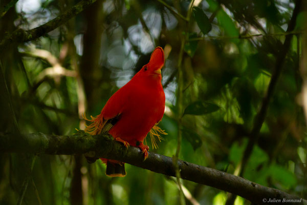 Coq-de-roche orange — Rupicola rupicola (Linnaeus, 1766)