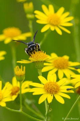 Andrena agilissima (Scopoli, 1770), (réservoir de La Barne, Jû-Belloc (32), France, le 29/05/2018)