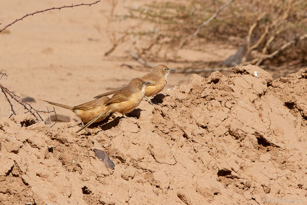 Cratérope fauve — Argya fulva (Desfontaines, 1789), (Tata (Souss-Massa), Maroc, le 08/02/2023)