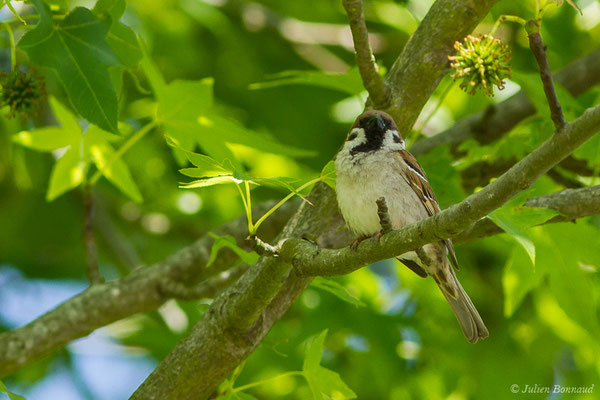 Moineau friquet – Passer montanus (Linnaeus, 1758), (mâle adulte) (Guiche (64), France, le 19/05/2020)