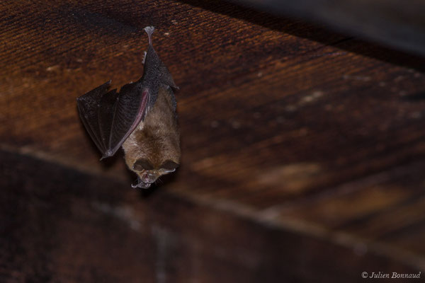 Petit rhinolophe – Rhinolophus hipposideros (Borkhausen, 1797), (Parbayse (64), France, le 22/08/2019)