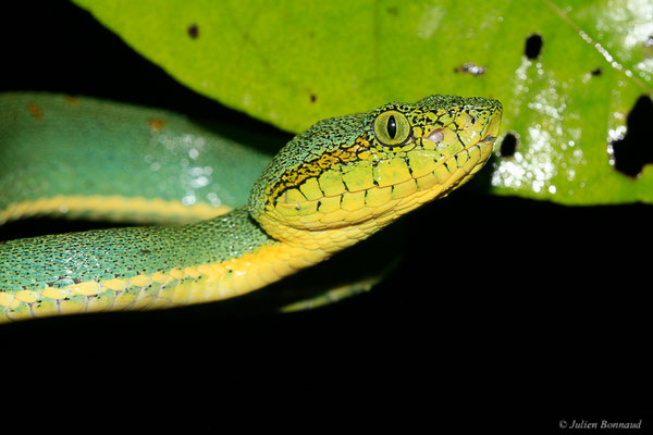 Grage jacquot ou Vipère arboricole — Bothrops bilineatus (Wied-Neuwied, 1821), (Kaw, Guyane, le 12/12/2014)