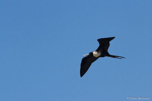 Frégate superbe — Fregata magnificens Mathews, 1914, (Saint-Anne, Guadeloupe, le 15/05/2016)