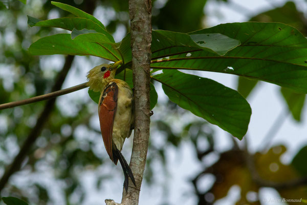 Pic jaune — Celeus flavus (Statius Müller, 1776), (Iracoubo, Guyane, le 12/07/2016)