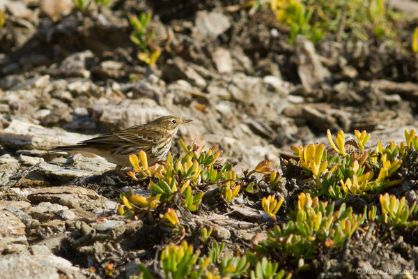 Pipit farlouse – Anthus pratensis (Linnaeus, 1758), (Bidart (64), France, le 09/11/2018)