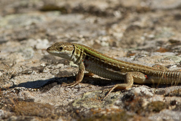 Lézard sicilien, Lézard des ruines — Podarcis siculus (Rafinesque-Schmaltz, 1810)