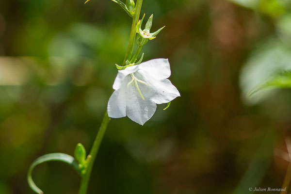 Campanule à feuilles de pêcher — Campanula persicifolia L., 1753, (Station de ski de Gourette, Eaux Bonnes (64), France, le 15/08/2022)