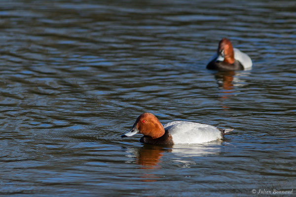Fuligule milouin — Aythya ferina (Linnaeus, 1758), (mâles en plumage nuptial) (Parc écologique Plaiaundi, Irun, Espagne, le 20/12/2020)