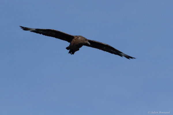 Grand Labbe — Stercorarius skua (Brünnich, 1764)