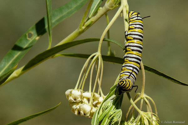 Monarque ou Monarque américain — Danaus plexippus (Linnaeus, 1758), (Tétouan (Tanger-Tétouan-Al Hoceïma), Maroc, le 27/09/2023)