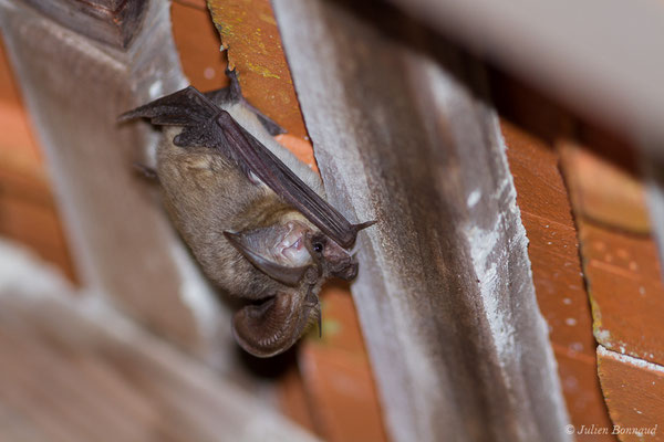 Oreillard gris — Plecotus austriacus (J. B. Fischer, 1829)