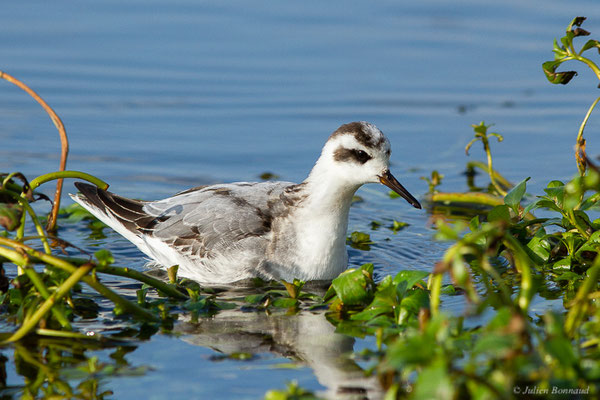 Phalarope à bec large — Phalaropus fulicarius (Linnaeus, 1758), (Capbreton (40), France, le 02/12/2022)