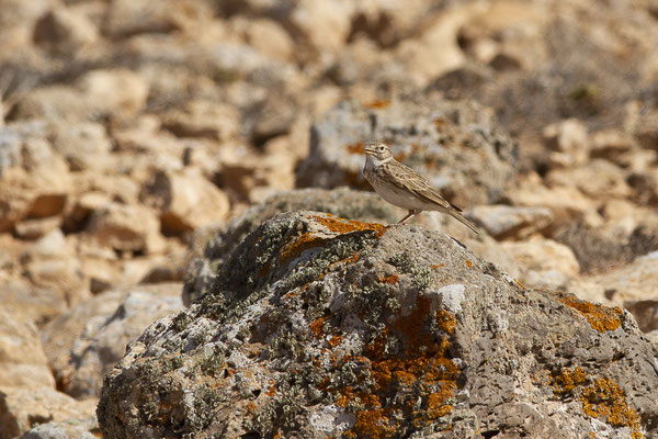 Alouette pispolette — Alaudala rufescens (Vieillot, 1820), (Tindaya, Fuerteventura, (Iles Canaries, Espagne), le 13/02/2022)