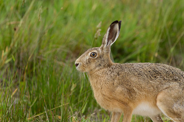 Lièvre d'Europe — Lepus europaeus Pallas, 1778