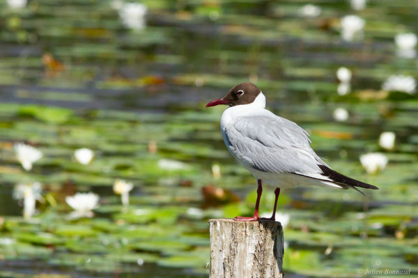 Mouette rieuse — Chroicocephalus ridibundus (Linnaeus, 1766)