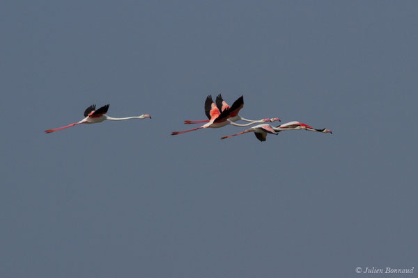 Flamant rose – Phoenicopterus roseus Pallas, 1811, (Ria Formosa (Faro), (Algarve), Portugal, le 01/09/2018)