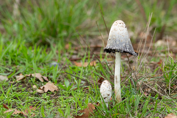 Coprin à odeur de chicorée — Coprinus levisticolens E.Ludw. & P.Roux, 1995, (Sanguinet (33), France, le 18/10/2022)