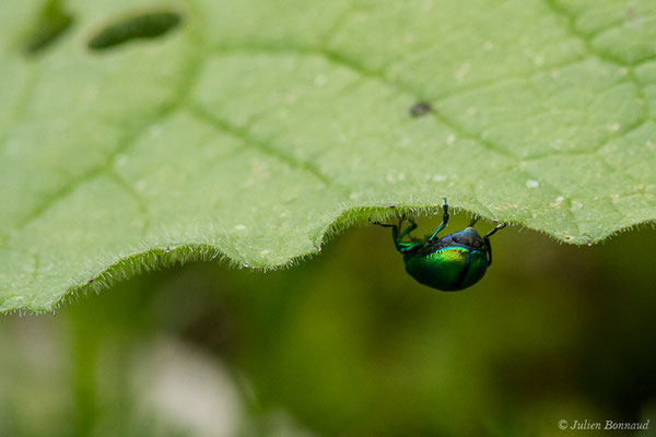 (Oreina speciosissima) (adulte) (Station de ski de Gourette, Eaux Bonnes (65), France, le 15/06/2020)