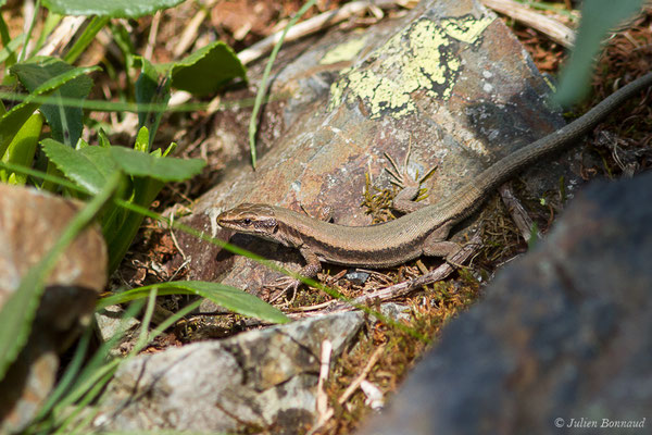 Lézard de Bonnal — Iberalacerta bonnali (Lantz, 1927), (Station de ski de Gourette, Eaux Bonnes (65), France, le 29/07/2020)