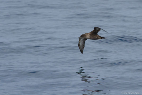 Puffin fuligineux — Ardenna grisea (Gmelin, JF, 1789)