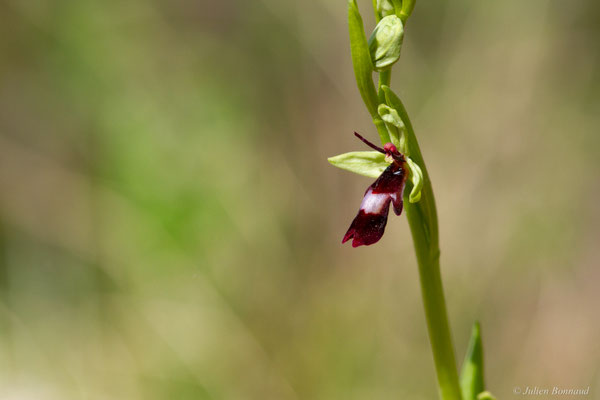 Ophrys mouche — Ophrys insectifera L., 1753