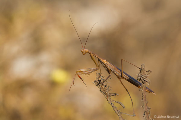 Mante religieuse — Mantis religiosa (Linnaeus, 1758), (mâle adulte), (Sagres (Vila do Bispo), (Algarve), Portugal, le 30/08/2018)