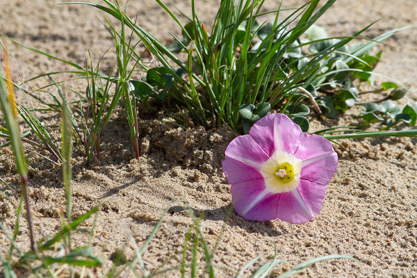 Liseron des dunes — Convolvulus soldanella L., 1753