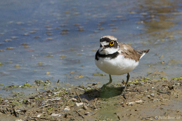 Petit Gravelot — Charadrius dubius Scopoli, 1786, (réserve ornithologique du Teich (33), France, le 23/05/2021)