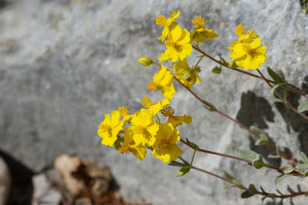 Hélianthème de Öland — Helianthemum oelandicum (L.) Dum.Cours., 1802, (Urdos (64), France, le 07/05/2022)