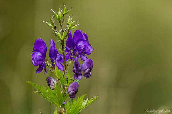 Aconit panaché, Aconit à bec — Aconitum variegatum L., 1753