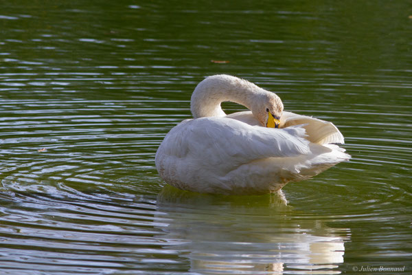 Cygne chanteur — Cygnus cygnus (Linnaeus, 1758), (Parc écologique de Plaiaundi, Irun (Pays basque), Espagne, le 11/11/2025)